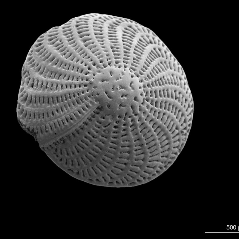 Adriatic Sea foraminifera collection