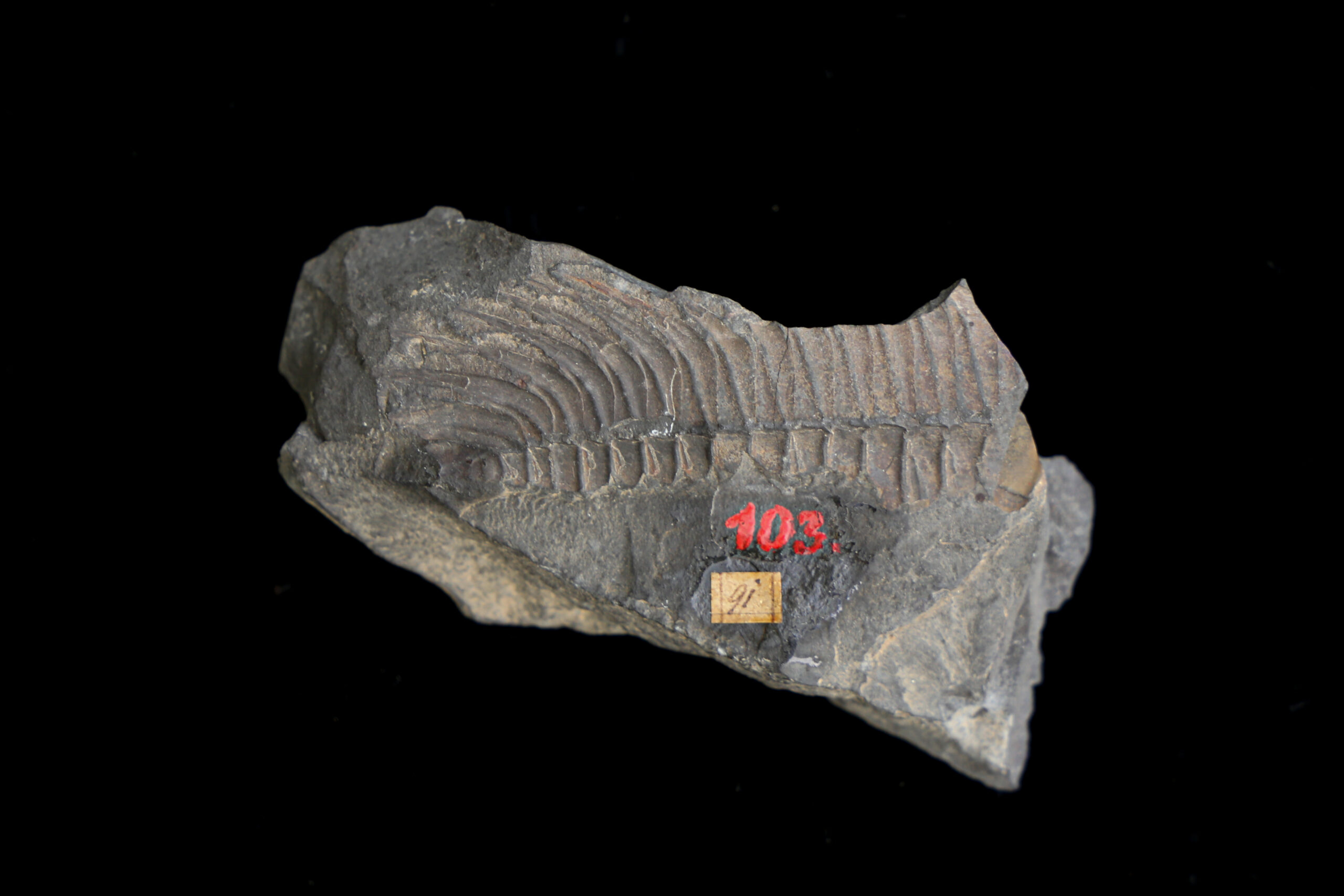 Komparativna zbirka paleozoik