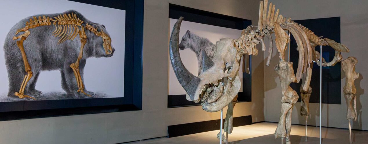Geološko-paleontološki odjel
